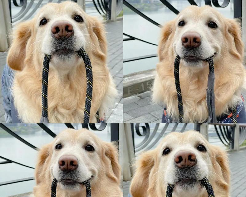 金毛幼犬的食谱（营养均衡，健康成长）