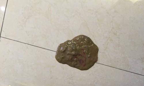 狗狗为什么大便带血？（以宠物为主，了解狗狗的健康问题）