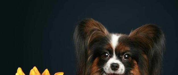 蝴蝶犬的喂养全攻略（宠物饲养初学者必看，营养搭配让蝴蝶犬健康成长）