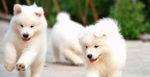 萨摩耶犬的饲养管理（打造快乐宠物生活的秘诀）