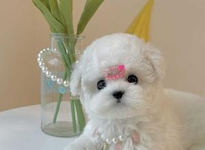 探究博美茶杯犬与小体比熊的优缺点（挑选最适合你的小型犬-比较博美茶杯犬和小体比熊的特点）