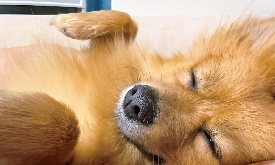 打造健康可爱的博美幼犬（宠物犬博美幼犬护理方法、养护技巧）