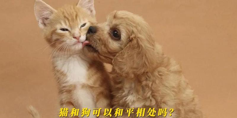 宠物饮食谨慎选择——狗狗能否吃猫咪粮？（猫狗通吃？不要为了省钱而让狗狗吃猫咪粮）