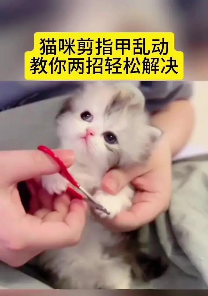 如何正确地给宠物猫咪剪指甲（宠物猫咪的指甲修剪技巧）
