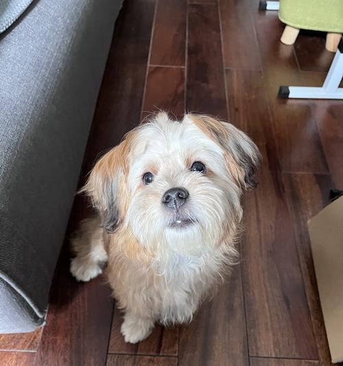 如何正确饲养哈威那犬（宠爱你的哈威那犬，让它快乐健康）