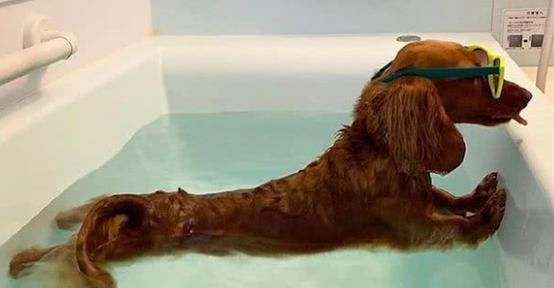 可卡犬不能吃的食物大揭秘（宠物养护常识之不能给可卡犬吃的15种食物）
