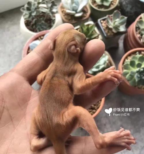 如何养护里士满松鼠？（以宠物为主，让它们健康快乐）