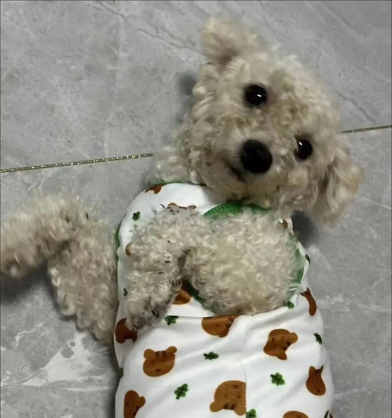 怀孕母犬的护理（如何让您的宠物犬度过舒适的怀孕期）