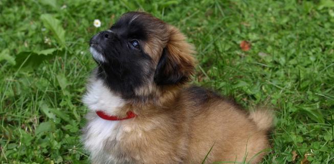 北京犬奖励之道（如何用奖励培养北京犬的良好行为习惯）