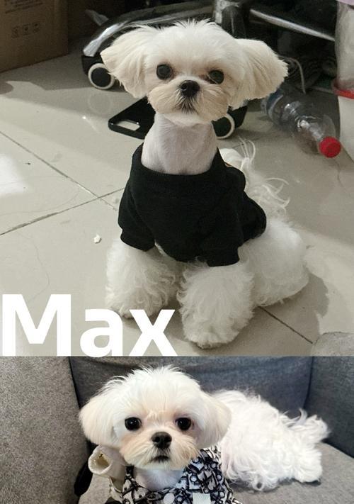 马尔济斯犬的养护方法（如何养护你的马尔济斯犬）