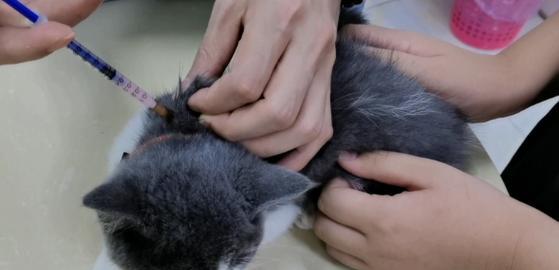 如何训练猫咪成为听话的宠物（让猫咪成为你的好伙伴-猫咪训练指南）