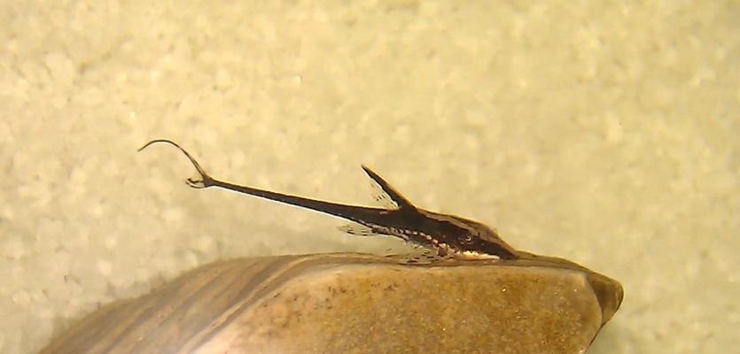 红鳃皇冠鱼的饲养方法（打造舒适的家庭水族箱）