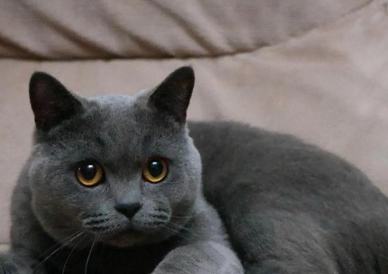 波米拉猫的饲养方法（如何养护波米拉猫，让它健康茁壮？）