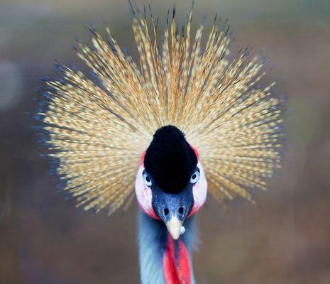 四喜鸟的饲养方法（了解四喜鸟的品种、特征和生活习性，助你做好饲养工作）