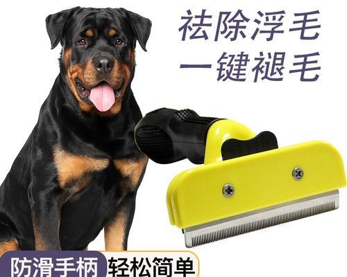 宠物罗威纳需要多久洗一次澡？（了解罗威纳的洗澡频率及注意事项）