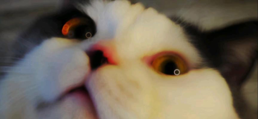 揭秘猫咪将死时的眼睛变化（探究眼神中的健康状况，关注猫咪生命健康）
