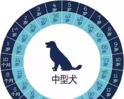 8个月哈士奇体重标准剖析（哈士奇体重该如何控制，避免肥胖或营养不良？）