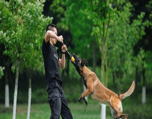 如何训练以马犬成为优秀的宠物（以马犬训练技巧、以马犬训练的注意事项、以马犬训练的效果）
