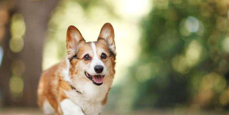 如何检查柯基犬的伤势（宠物主人必须知道的柯基犬伤势检查方法）