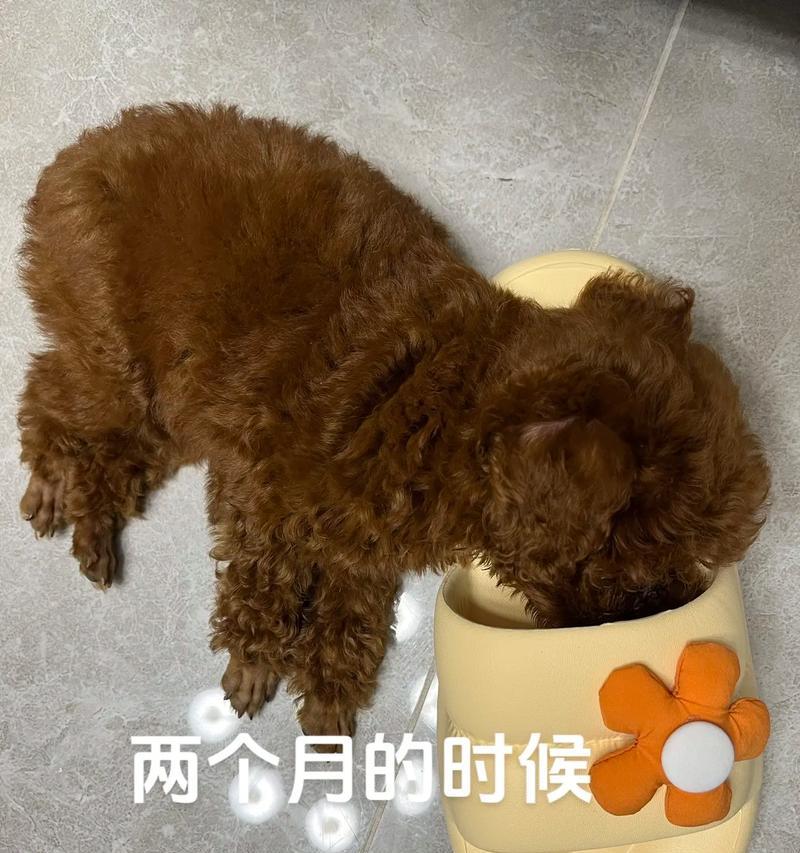 40天的泰迪狗该吃什么药？（狗狗健康的保障，为你的宠物选择正确的药物）
