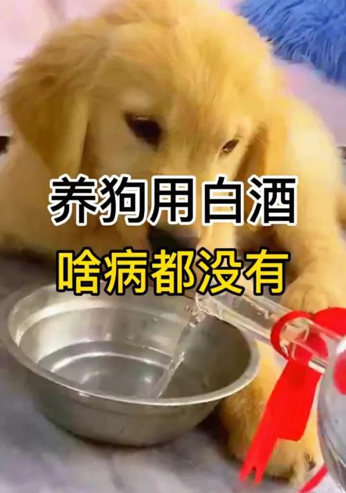 如何判断宠物狗是否生病（一份详细的检查清单，助您发现狗狗的健康问题）