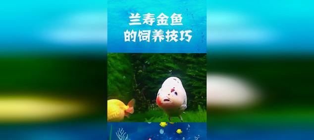 探秘花兰寿的饲养方法（从选购到日常养护，让你的花兰寿茁壮成长）