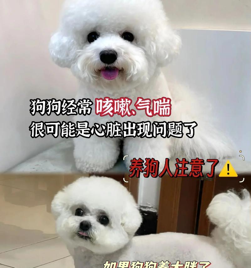 中小型犬的饲养方法（专家教你如何养护你的宠物）
