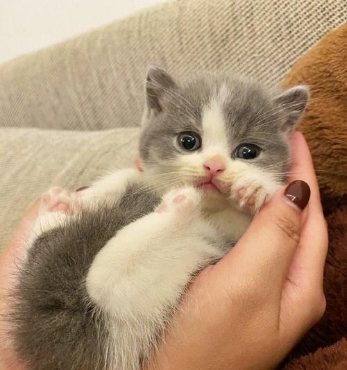 英国短毛猫的饲养全攻略（了解英国短毛猫，让您的猫咪健康快乐）