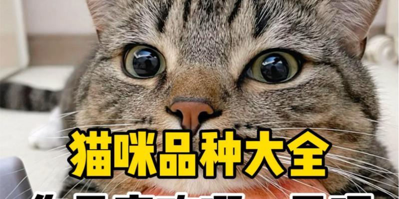 探索常见猫咪品种的性格特点（了解猫咪品种及性格，为您选择一只完美的伴侣猫提供指导）