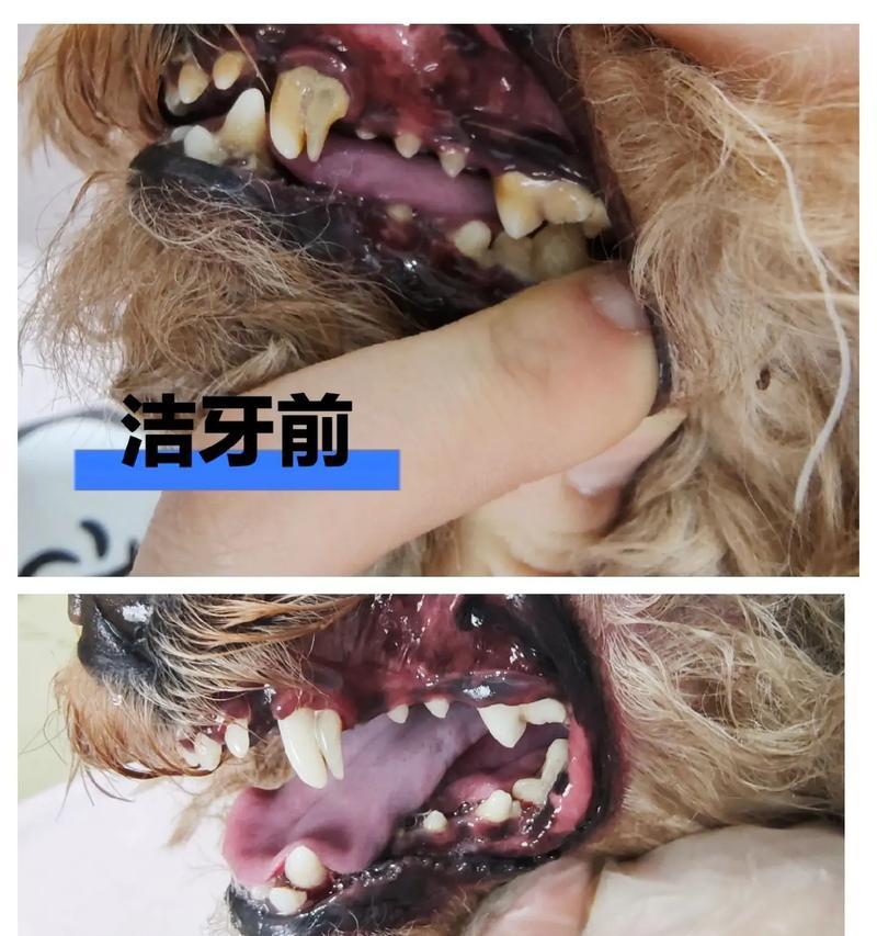 消除狗狗泪痕的5个小方法（教你如何快速消除狗狗泪痕的困扰）