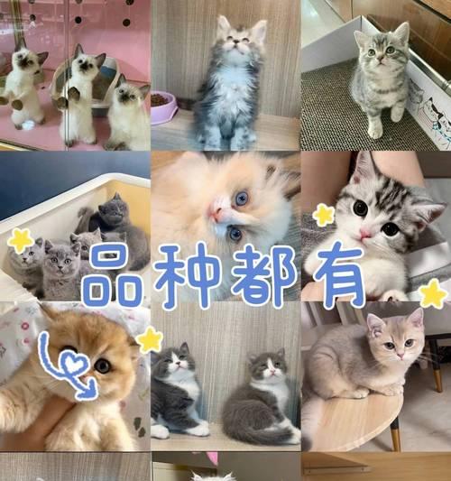 宠物体检的重要性（为宠物做体检，守护爱的生命）