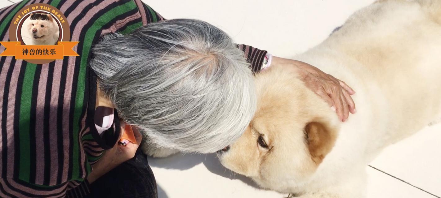 如何科学喂养松狮犬？（松狮犬喂养原则及注意事项）