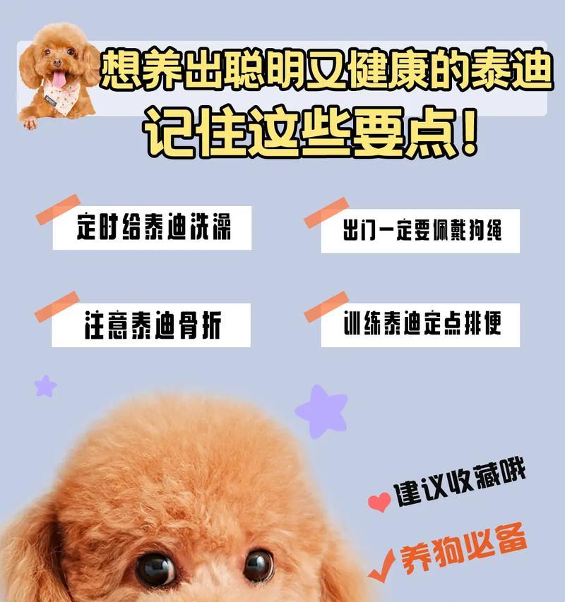 如何养护茶杯泰迪犬的口腔健康（茶杯泰迪犬常见口腔问题及解决方法）