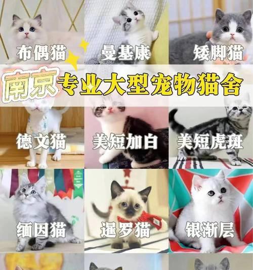 如何区分纯种博美犬和串串博美犬？（7招教你轻松识别真假博美犬！）