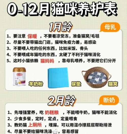 三个月幼猫的喂食时间（合理的喂养频率和间隔时间是关键）