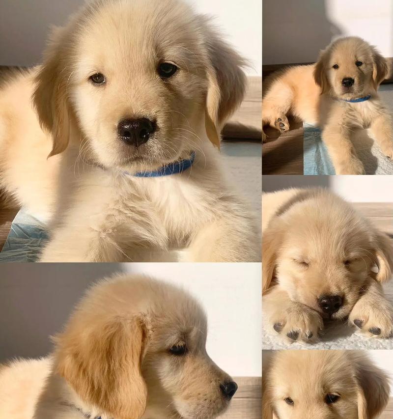 如何养育3个月大的金毛犬（训练要点和注意事项）