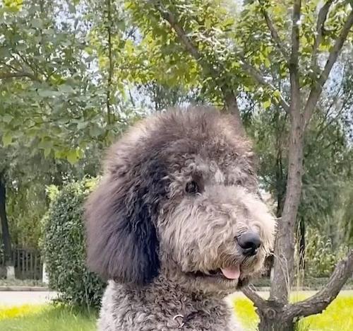 为何巨型贵宾犬如此少人养？（探寻“优点多+性格好”贵宾犬的成因和原因）