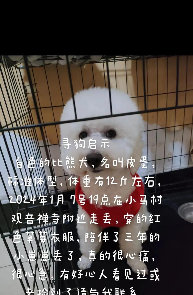 比熊犬的饲养指南（了解比熊犬的成长和发展，为它们提供最适宜的饲养环境）
