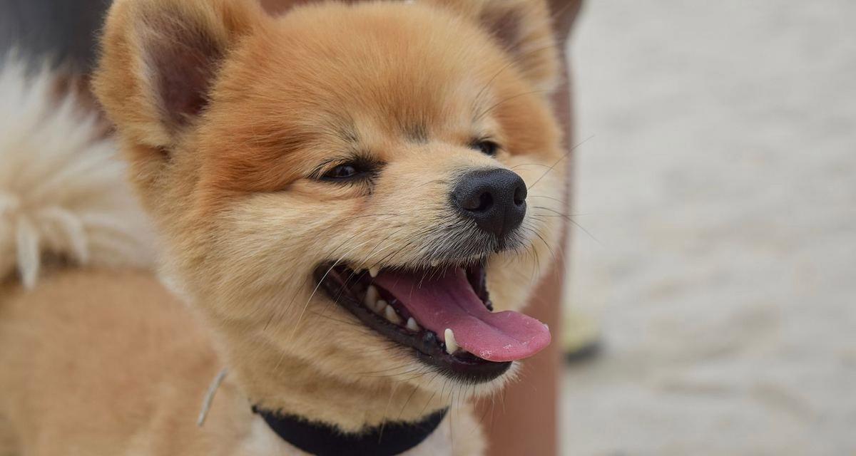 幼犬体温正常范围及应对幼犬发烧的方法（了解幼犬体温，及时应对幼犬发烧问题）