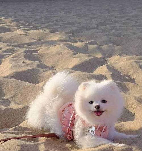 博美犬价格及影响因素（了解博美犬价格的关键因素）