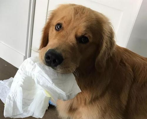 揭秘博美犬价格，买到大便宜还是被坑？（探究影响博美犬价格的关键因素，教你如何分辨优质犬只）