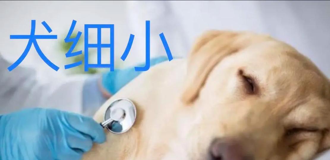 狗狗细小病毒的体征、传播途径及预防措施（详细了解狗狗感染细小病毒的症状和防控知识）