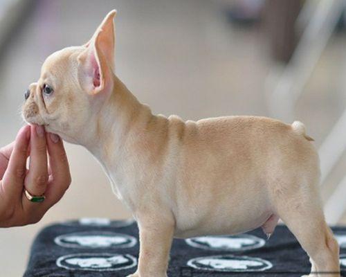 法国斗牛犬年龄表解读（揭秘法国斗牛犬年龄与人类年龄的对应关系）
