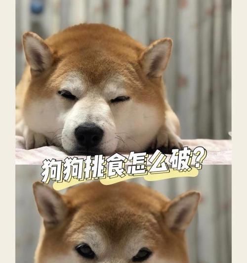 狗狗为什么会厌食？（厌食的原因及应对方法）
