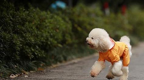 肥胖狗的减肥秘诀，让它健康又活泼（三招帮助你的狗狗摆脱肥胖困扰）