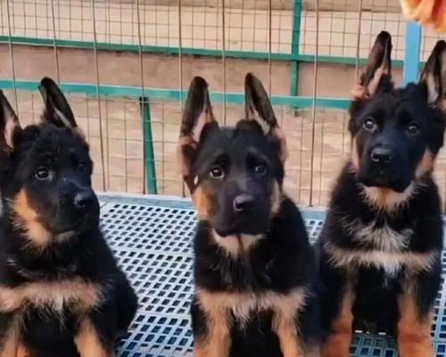 如何选购德国牧羊犬（黑背）？（找到健康、纯种的合适宠物犬）