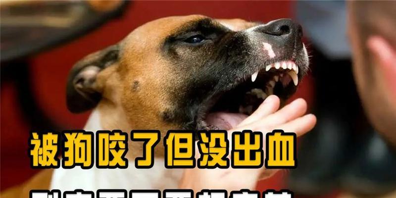 宠物狗疫苗是保护健康的关键（为你的狗狗接种疫苗，让它远离疾病困扰）