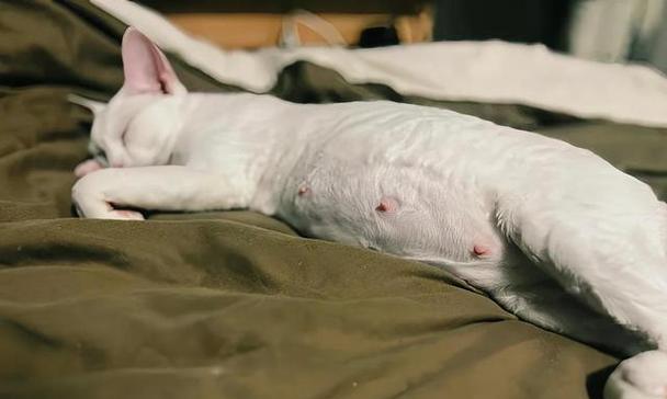 猫咪的怀孕周期和分娩时间（了解猫咪的生育过程以及分娩时机）