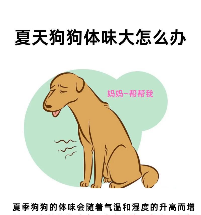 新手养狗（健康饮食搭配助你的宠物更健康）