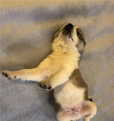 狗狗的睡眠需求有多大？（揭秘狗狗一天睡眠时间长短的奥秘）